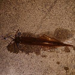 今期最高でした